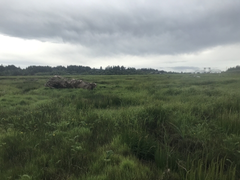Restored marsh with view of Bullard's Bridge