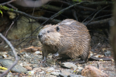 A photo of a beaver standing on rocky gravel, raising its left foreleg while looking at the photographer.