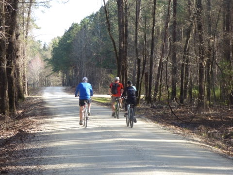 Three cyclists bike the unpaved wildlife drive road at Santee NWR.