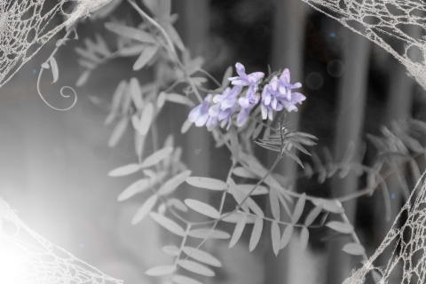 Spiderweb frame surrounding a close up of the bright purple flowers of bird vetch and its tendrils in black and white