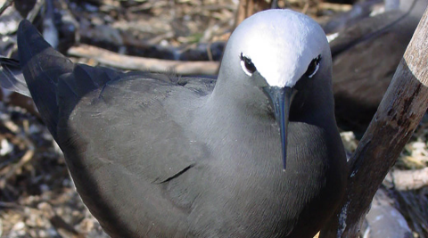 A black noddy sits on its nest. It has a grey head and black body.