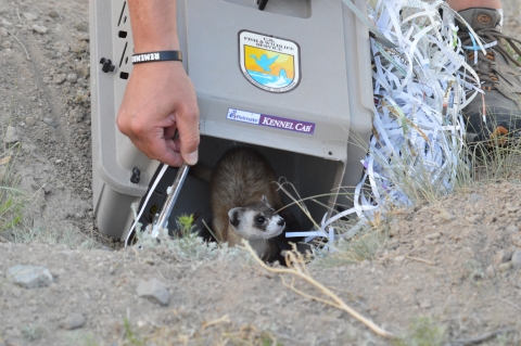 An open animal carrier holding a ferret is positioned on the ground near a burrow.