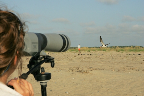 A biologist uses spotting scope to survey a black skimmer nesting colony on the beach. 