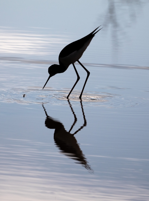 The silhouette of a long-legged, slender bird with a long, thin beak. The bird is wading through the water, feeding. It's reflection is perfectly cast on the water below. 