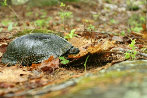 turtle on leaf litter