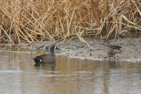 Pair of blue winged teal in a wetland