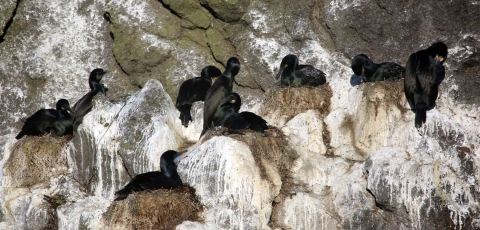 Black birds nest on white-stained rocks.