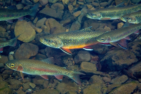 Seven Brook Trout fish swimming in water with rocks underneath them 
