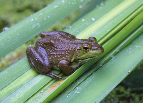 A frog on a green plant or shrub
