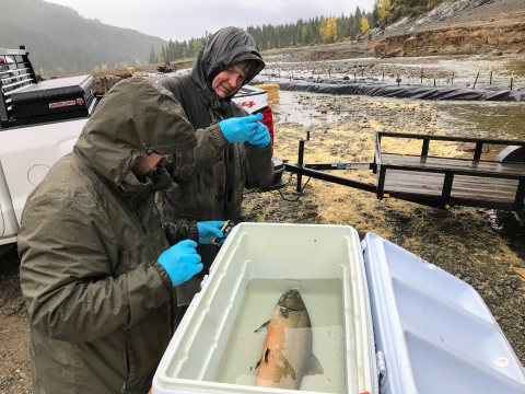 Two people bundled in raingear and medical gloves stand outside in front of a cooler with a large trout lying on its side.