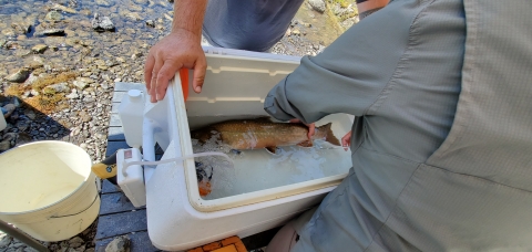 View is over the shoulder of a person holding a bull trout on its side in a cooler of water.