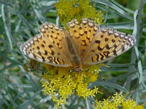 Fritillary butterfly on yellow flowers