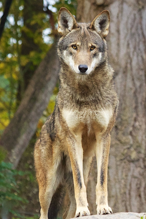 Captive wolf stands on rock with trees in background.