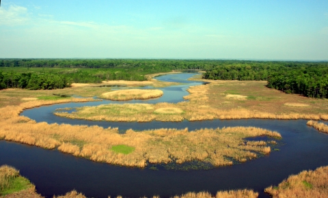 Aerial view of forest, river and marsh