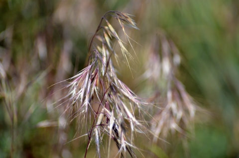Close of of tan and reddish grass seeds