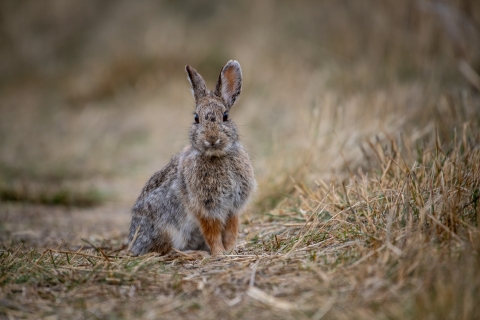 cottontail rabbit sitting in a field