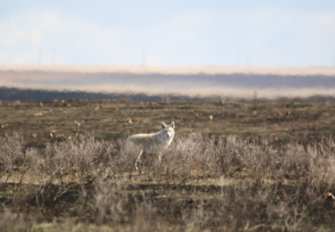 Coyote standing in recently burned area