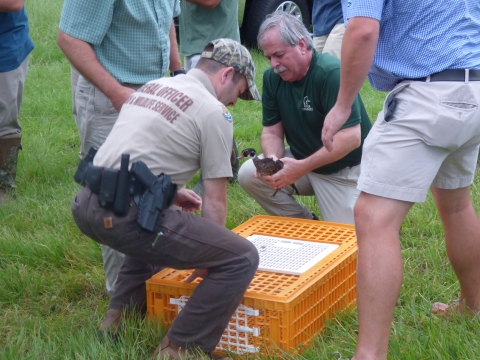 Federal Wildlife Officer and volunteers prepare to release Wood duck at Santee NWR