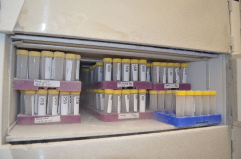 A freezer of vials