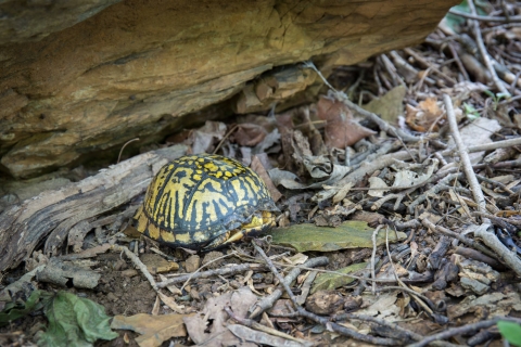 yellow and black turtle on leaf litter