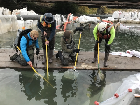 4 people in waders and jackets lean from the edge of a floating platform, some with long-handled nets, one with a backpack electroshocker.