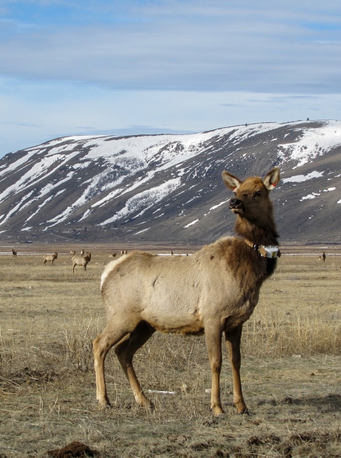 An elk with a collar stands in a field with other elk.