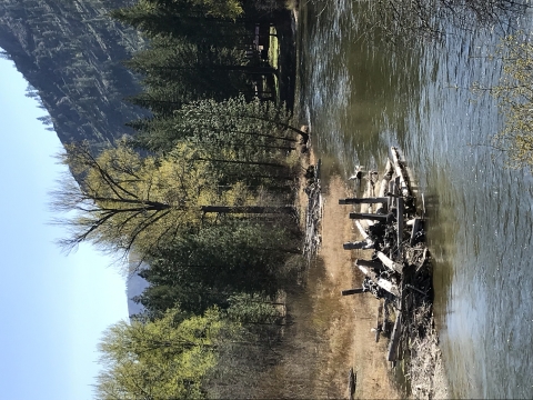 A cluster of logs in the bank of a river is shown.