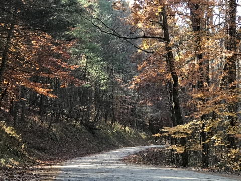 Beautiful fall scenery leading to Chattahoochee Forest National Fish Hatchery