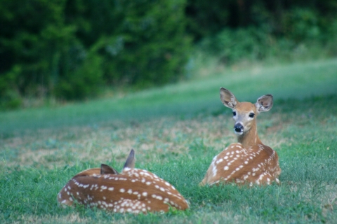 White-tailed deer fawns