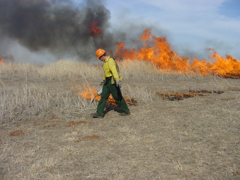 Crew member lights a prescribed fire with a drip torch.