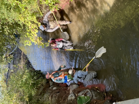 4 people in waders use long-handled nets in a small muddy stream.