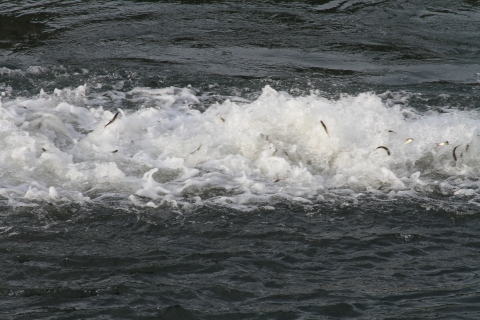 Chinook Release into the Clearwater river