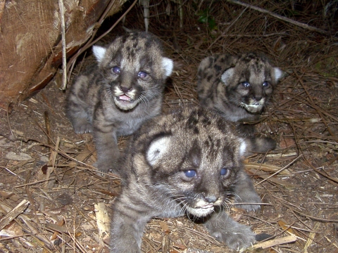 Three Florida panther kittens in their den. They are spotted with blue eyes.