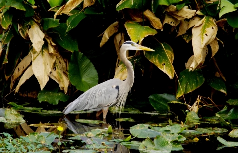 A great blue heron standing in a wetland surrounded by plants