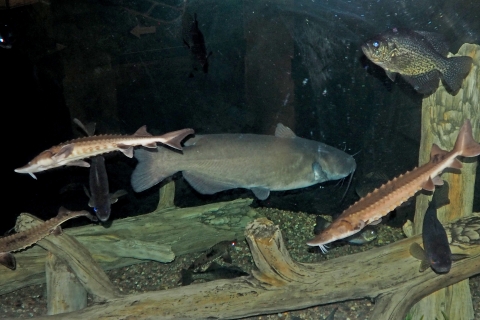 About ten different species of fish in an aquarium swimming. 