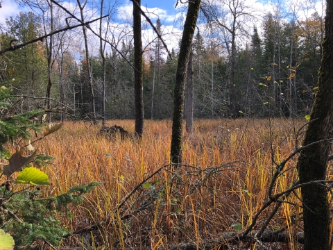 Sanderson Island Landscape