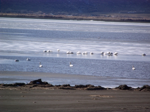 swans swimming in Hart Lake