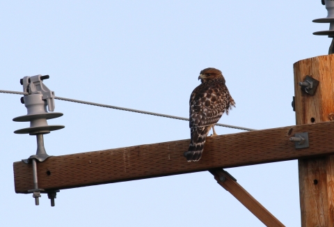 Hawk on Powerline Pahranagat NWR