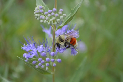 Close-up of a purple flower with a bumblebee on it. The Bee has an orange patch on the back side. 