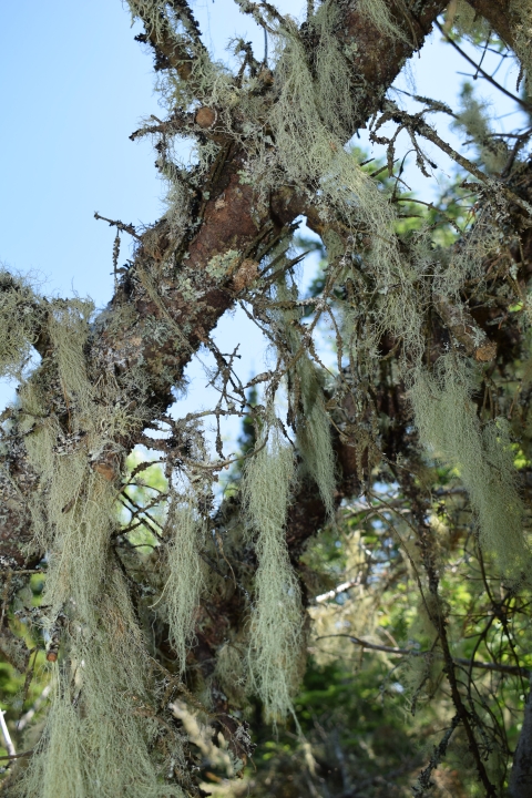 Beard Lichens