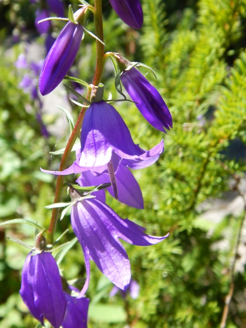 A small purple flower called a harebell.