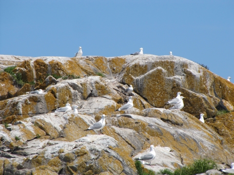 Herring gulls roosting on elegant sunburst lichen covered rocks.