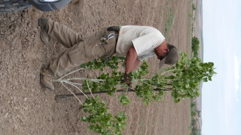FWS employee planting a cottonwood.
