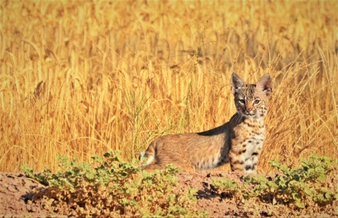 A cat with golden fur on it's back and black speckles on its chest stands against a background of dry, amber grassses. 
