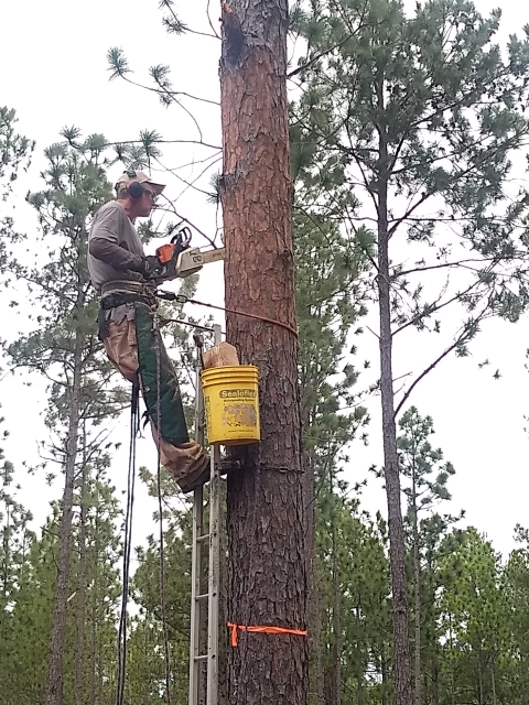 Man standing on a ladder against a tree cutting into it with a chainsaw.
