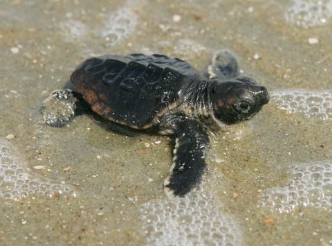 Loggerhead sea turtle hatchling in shallow surf heading to the ocean at Cape Romain NWR