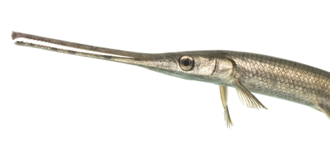 A fish with a long pointy snout can be see from a side view and only half of the fish is in the frame