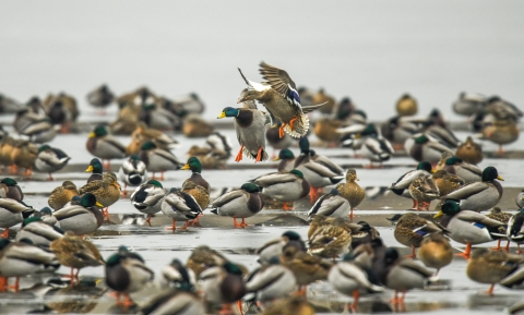 flock of mallards loafing on the ice