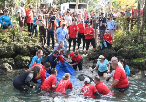 Group of people gathered to release a rehabbed manatee at Three Sisters Springs 