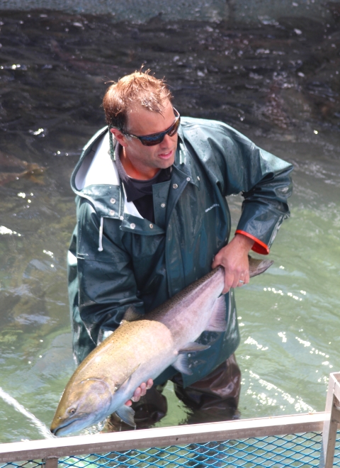 A man in sunglasses, waders, and rainjacket holds a large fish while standing in knee-deep water.